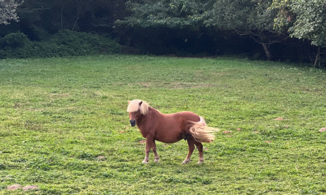 Bretagne : Sauvons ce pauvre poney ! Stop au projet d'extension de la décharge #SUEZ à Gueltas !