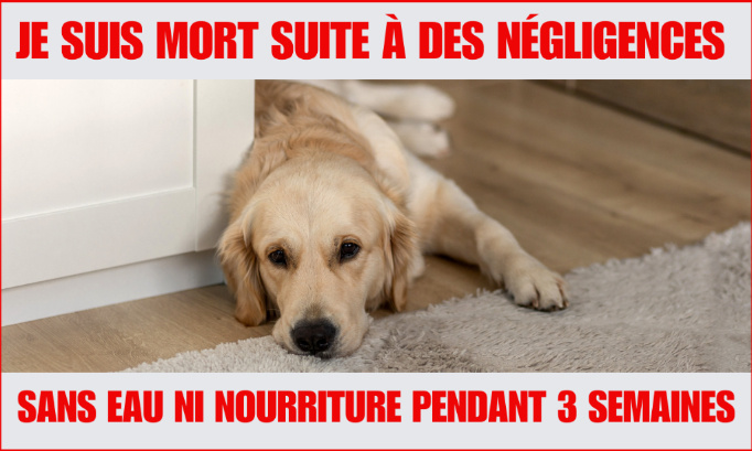 Il meurt suite à l'abandon de sa propriétaire : demandons justice !