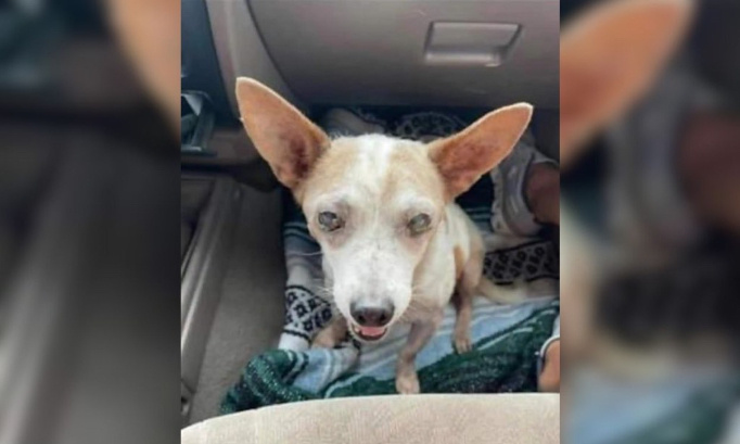Justice pour le vieux chien aveugle lâchement abandonné sur une aire d'autoroute !