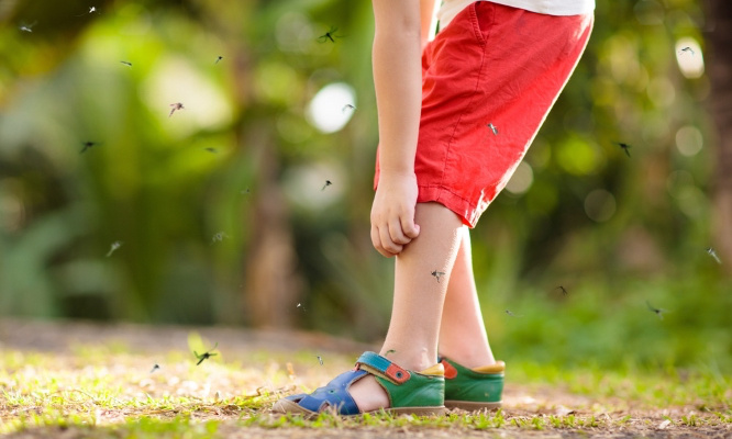 Demande d'action de démoustication pour Mundolsheim