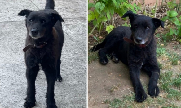 Justice pour Tsar et pour une vie sereine pour les Puiséens !