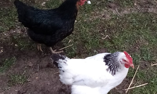 Non au retour de l'élevage en cage !