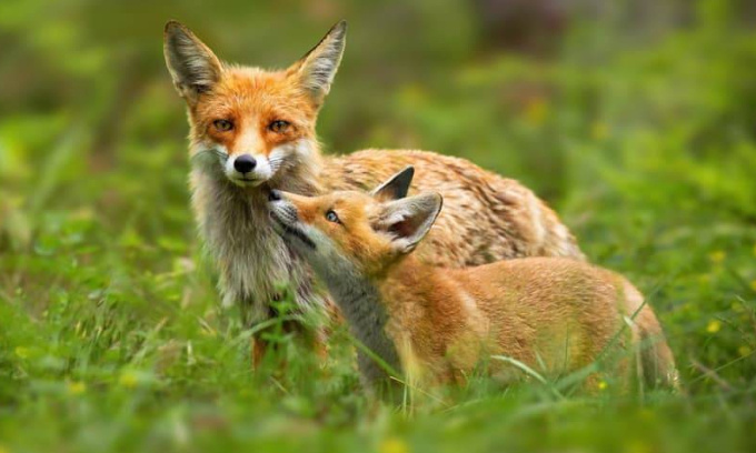 Retirez le renard de la liste des nuisibles !