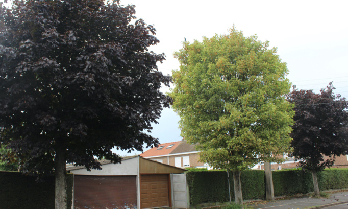 Non à l'abattage de 70 arbres à Ronchin 59790