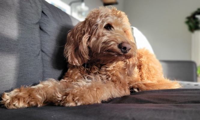 Justice pour le chien Atlas, pendu et frappé à mort !