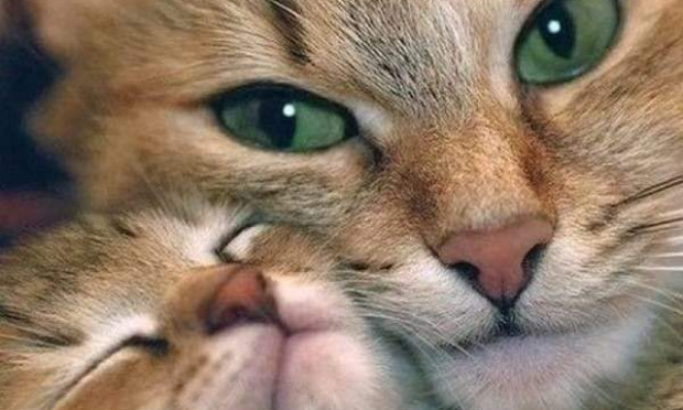 Mobilisons nous pour sauver les animaux du monde entier !