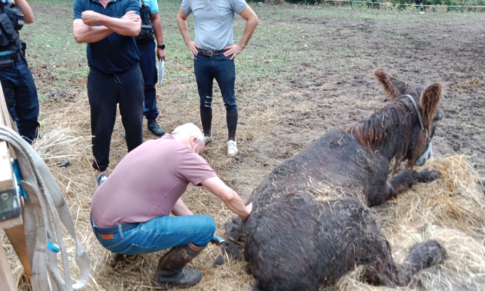 Stop à la chasse : justice pour l'âne Aladin blessé par balle !