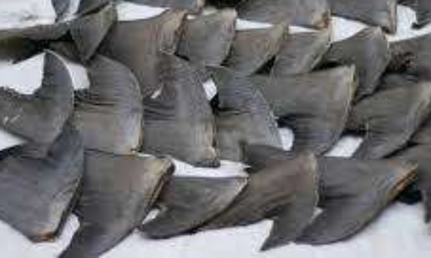 Stop au braconnage des requins !