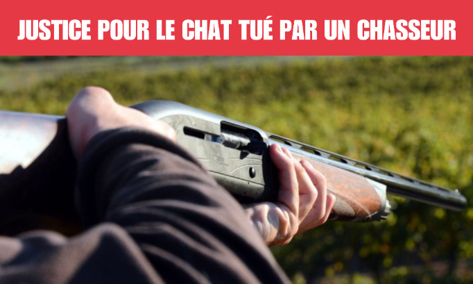 Chat euthanasié après un tir à la carabine : pour une sanction exemplaire contre le chasseur d’Épégard !