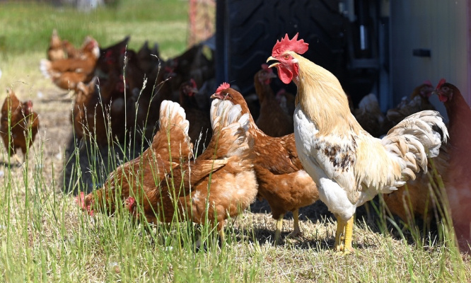 Sauvons les coqs d’Emberménil : non à la limitation du nombre d'animaux domestiques !