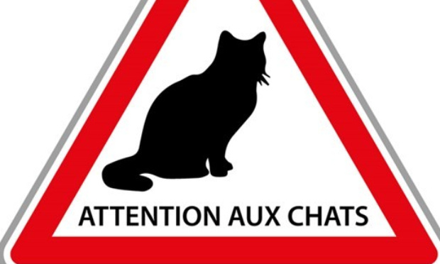 Nantiat 87140 : La mairie doit agir pour endiguer la prolifération des félins sans maîtres.