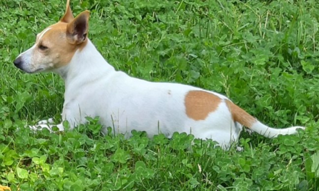 Des sanctions fortes contre les auteurs de maltraitances animales, mobilisons les partis politiques