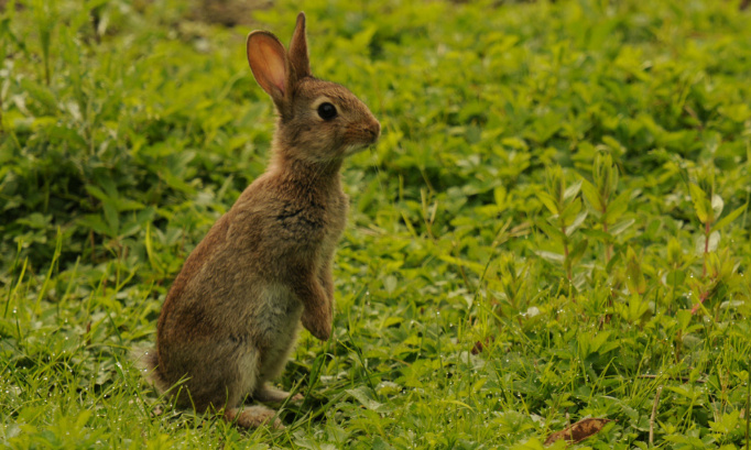 Non à l'expérimentation sur les Lièvres et les Lapins de Garenne !