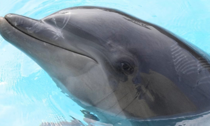 Non &agrave; cette interdition pour la reproduction des c&eacute;tac&eacute;s dauphins et orques et otaries et autres aminaux narins dans nos bassins nos aminaux onts des droits de se reproduire comme chien et chat et cheveux vaches et moutons et poules et cochons et ch&egrave;vres