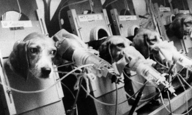 Il est urgent de mettre fin à l'expérimentation animale sur les chiens en Europe !