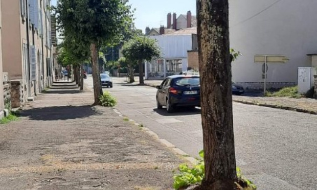 Préservons nos arbres !