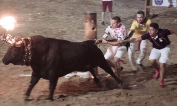 Arrêtez le lâché de taureaux aux cornes en feu en Espagne !