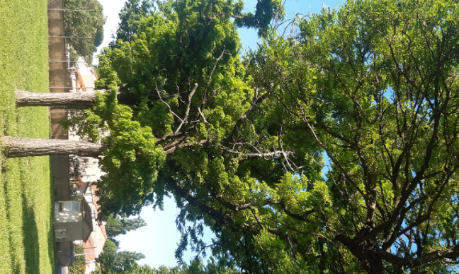 Non a la coupe des arbre dans le parc de mon quartier
