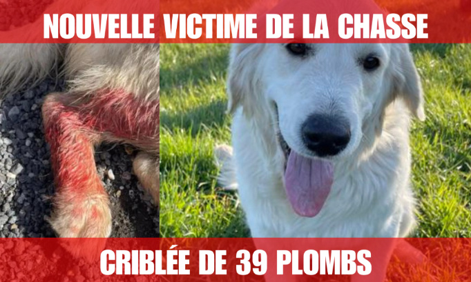 Tina, Golden Retriever criblée de 39 plombs : retrouvons le coupable !
