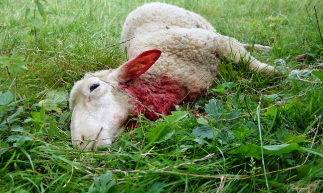 Cruauté envers les animaux : que justice soit faite !