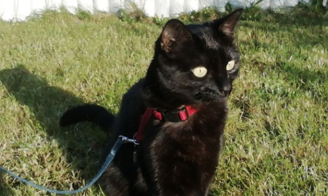 Pour l'obligation d'un permis de détenir un animal de compagnie !