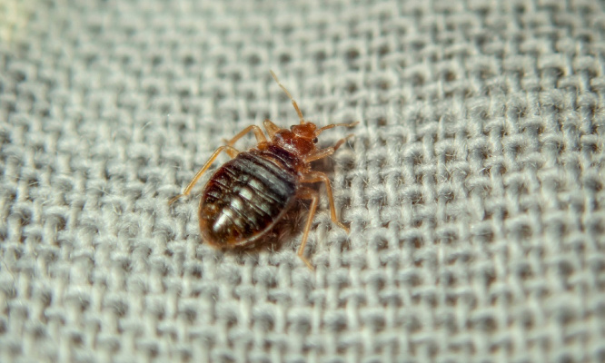 Urgent : Mettons un terme à l'invasion de punaises de lit !