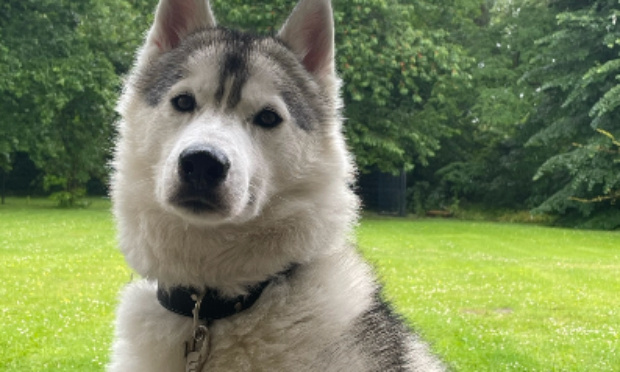 Guizmo, husky Sibérien perdu/volé depuis le 22/09/2023