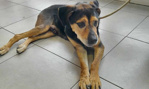 Justice pour Dirty, abandonnée, euthanasiée ayant des tumeurs mammaires le 11 septembre !