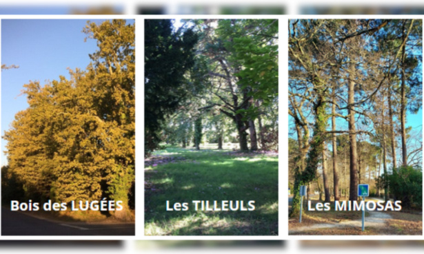 Aidez-nous à sauver les arbres d'Arès et le cadre de vie du bassin d'Arcachon.