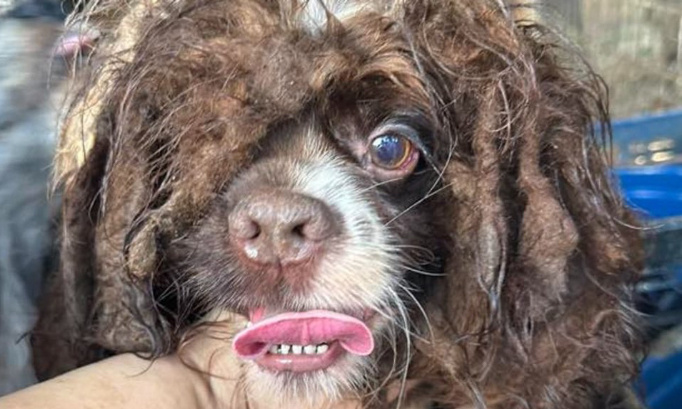 Sauvons ces pauvres animaux victimes de tueries !