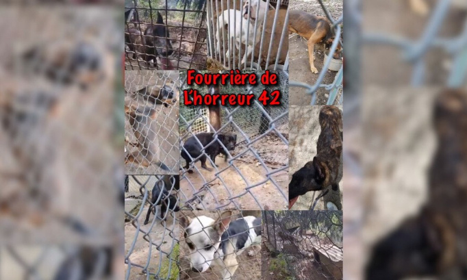 Fourrières de l'horreur : Pour que les lois soient réellement appliquées !