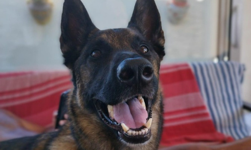 Une justice plus punitive contre l'assassin d'Orus !