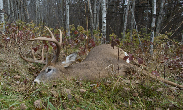 Urgent : empêchons l'abattage de 556 cerfs dans la forêt de Chaux !