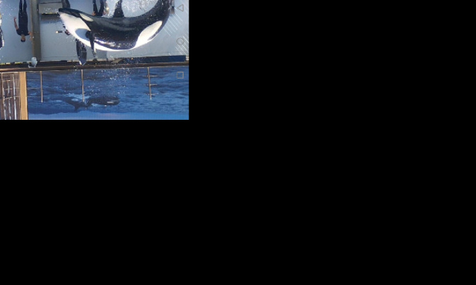 P&eacute;tition tr&egrave;s urgente pour faire reproduire Wikie au marineland d entibes