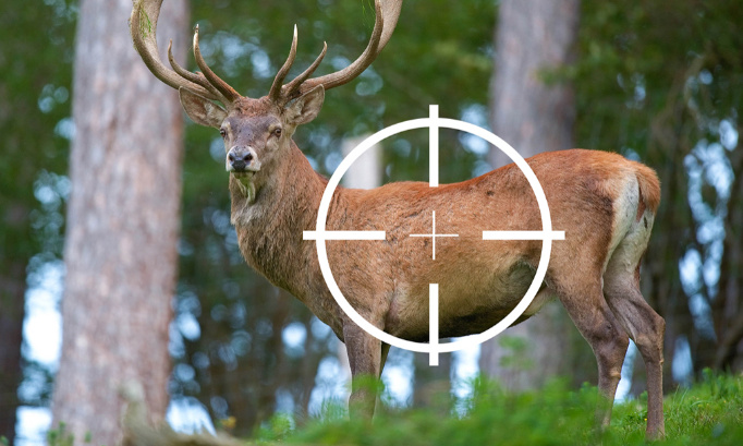 Faune sauvage : Urgence, Non aux tirs des cerfs dans le canton de Genève