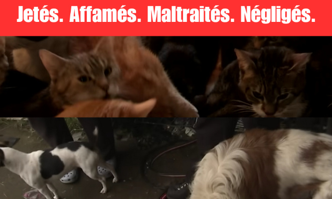 Réclamons des mesures immédiates contre la famille récidiviste