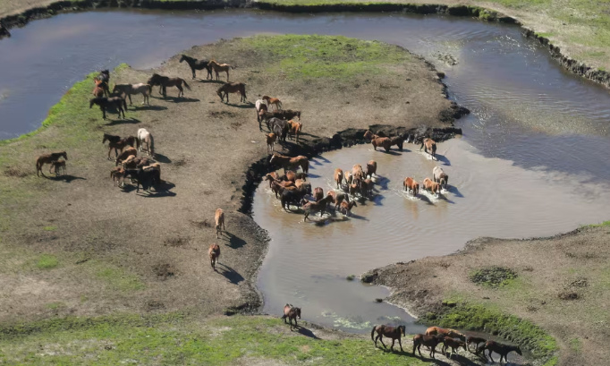 Stop à l'abattage par hélicoptère des chevaux sauvages en Australie d'ici 2027 !
