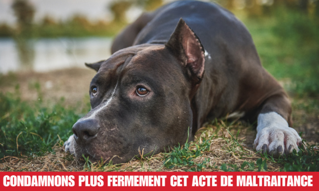 Exigeons une condamnation plus juste pour ces 4 chiens torturés