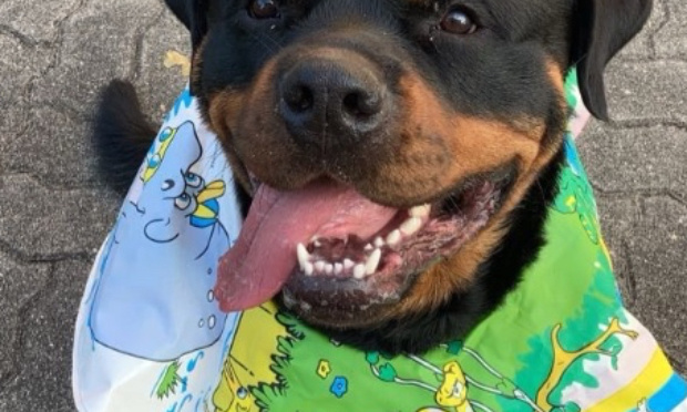 Urgent : Sauvons Toby ! Non à son euthanasie !