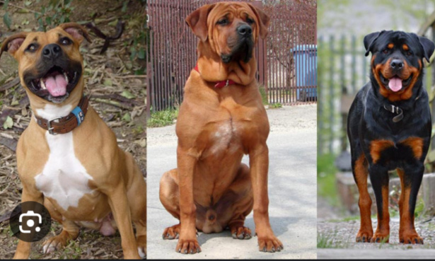 Stop aux euthanasies injustifiées !