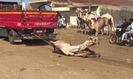 Stop à l'utilisation des dromadaires et calèches pour le tourisme en Egypte