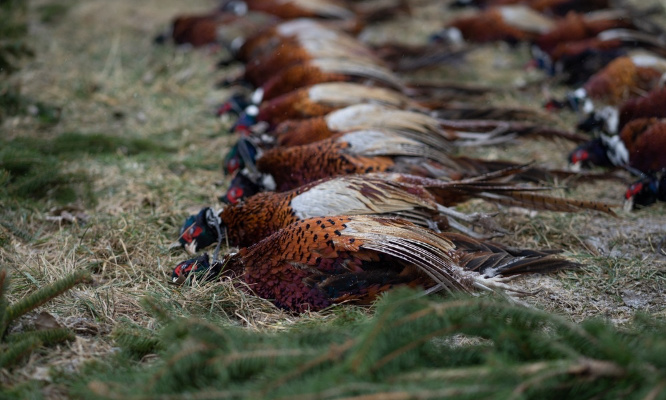 Stop à la chasse aux faisans !