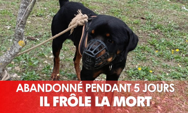 Justice pour Taïro, abandonné muselé et attaché à un arbre pendant 5 jours