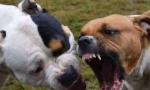 STOP AUX ATTAQUES QUOTIDIENNES DE CHIEN DE CATEGORIE1 NON TENUE EN LAISSE