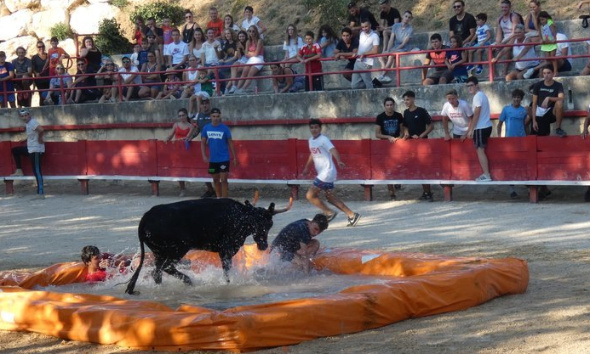 Non à l'utilisation d'un animal vivant en milieu universitaire !