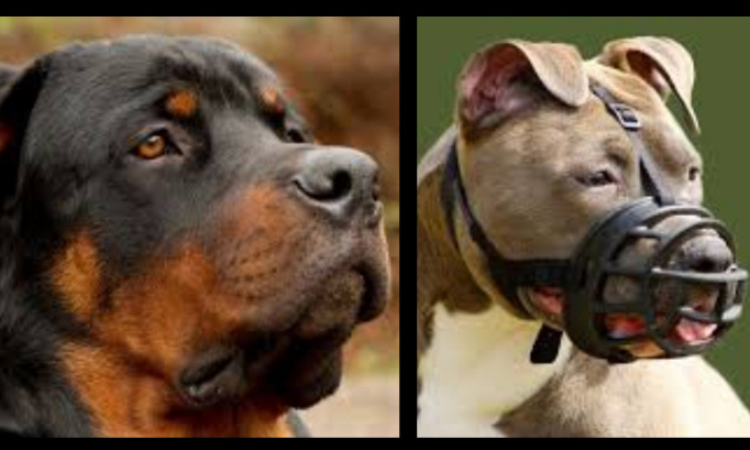 Rétablissons la justice pour nos chiens catégorisés