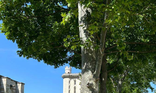 Sauvons les arbres d’alignement du Château de Vincennes.