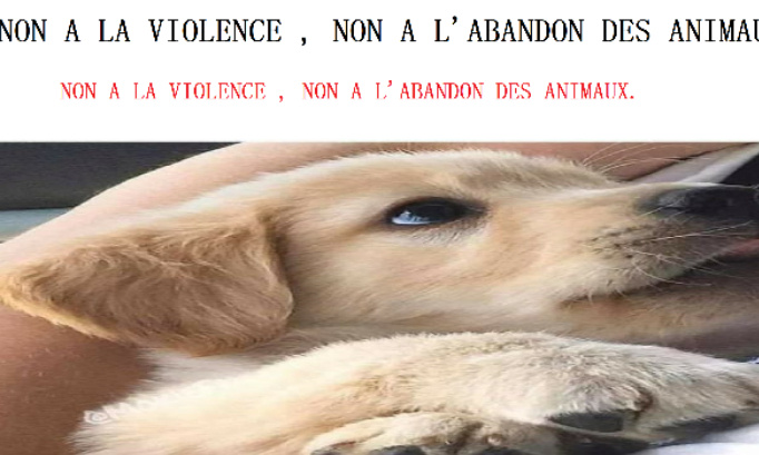 Un accueil des patients avec leurs animaux dans les hôpitaux et Ehpad