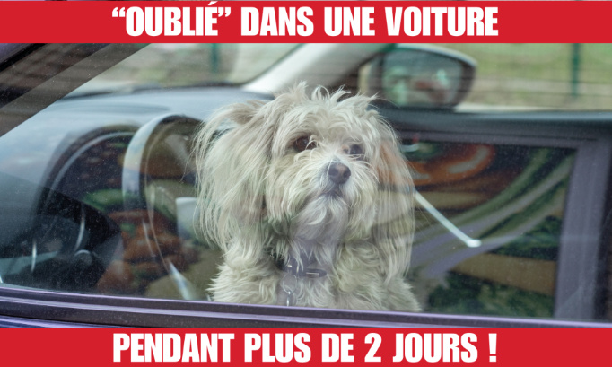 Justice pour ce chien oublié pendant 2 jours dans une voiture !