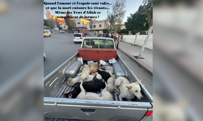 Les crimes atroces qui ciblent les chiennes errantes se multiplient au Maroc - Le Roi du Maroc doit agir et réagir ! Immédiatement !